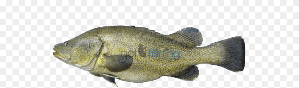 Murray Cod, Animal, Fish, Sea Life, Perch Free Png