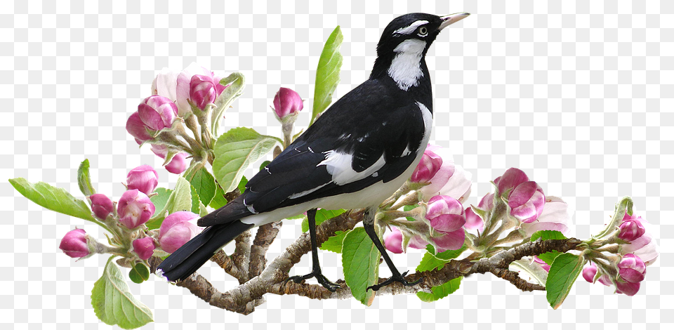 Murray Magpie Animal, Bird, Flower, Plant Png Image