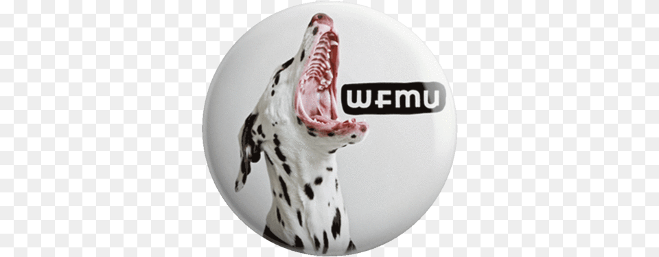 Murro The Dalmation Pin Dog Catches Something, Animal, Canine, Mammal, Pet Free Png Download