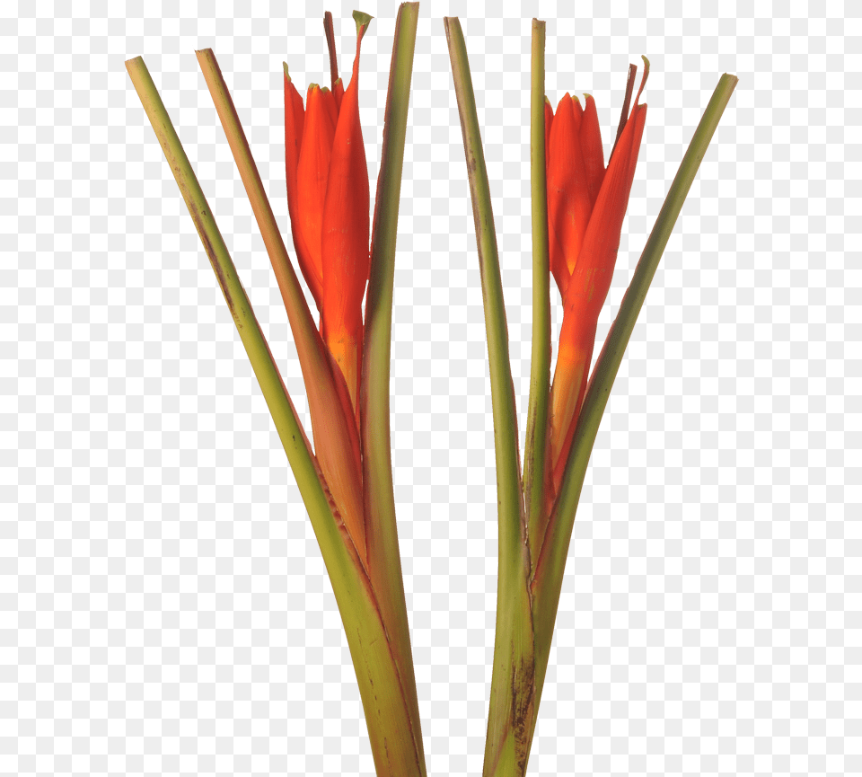 Musa Coccinea, Flower, Plant Free Transparent Png