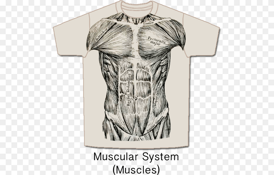 Musc Front Muscle System T Shirt, Body Part, Clothing, Person, T-shirt Free Png