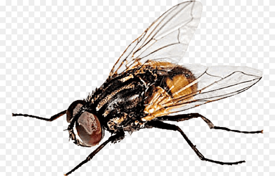 Musca Domstica House Fly, Animal, Insect, Invertebrate Free Png