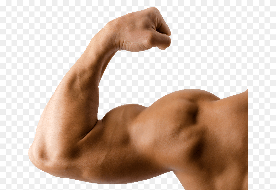 Muscle, Arm, Body Part, Person, Adult Free Png Download