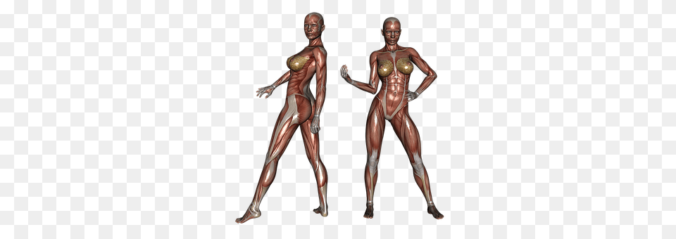 Muscle Adult, Female, Male, Man Png Image