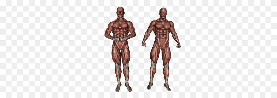 Muscle Adult, Male, Man, Person Free Png Download