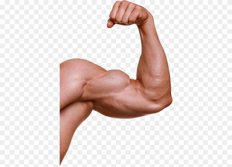 Muscle, Arm, Body Part, Person, Adult Free Png