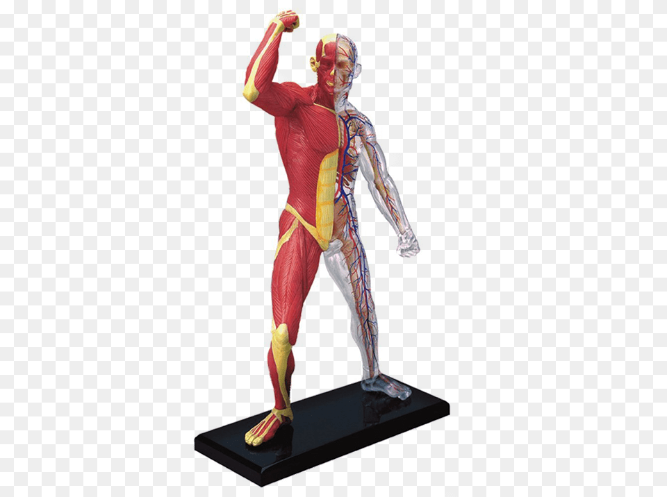 Muscle Amp Skeleton Anatomy Model 4d Human Anatomy Skeleton Model, Figurine, Person, Face, Head Png Image