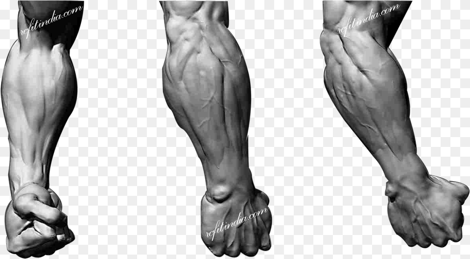 Muscle Anatomy Male Leg, Body Part, Hand, Person, Adult Png