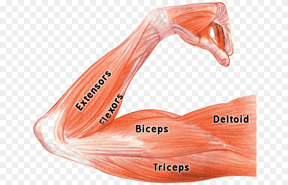 Muscle Background Arm Muscles Biceps Triceps, Plastic, Bag, Plastic Bag, Smoke Pipe Free Png Download