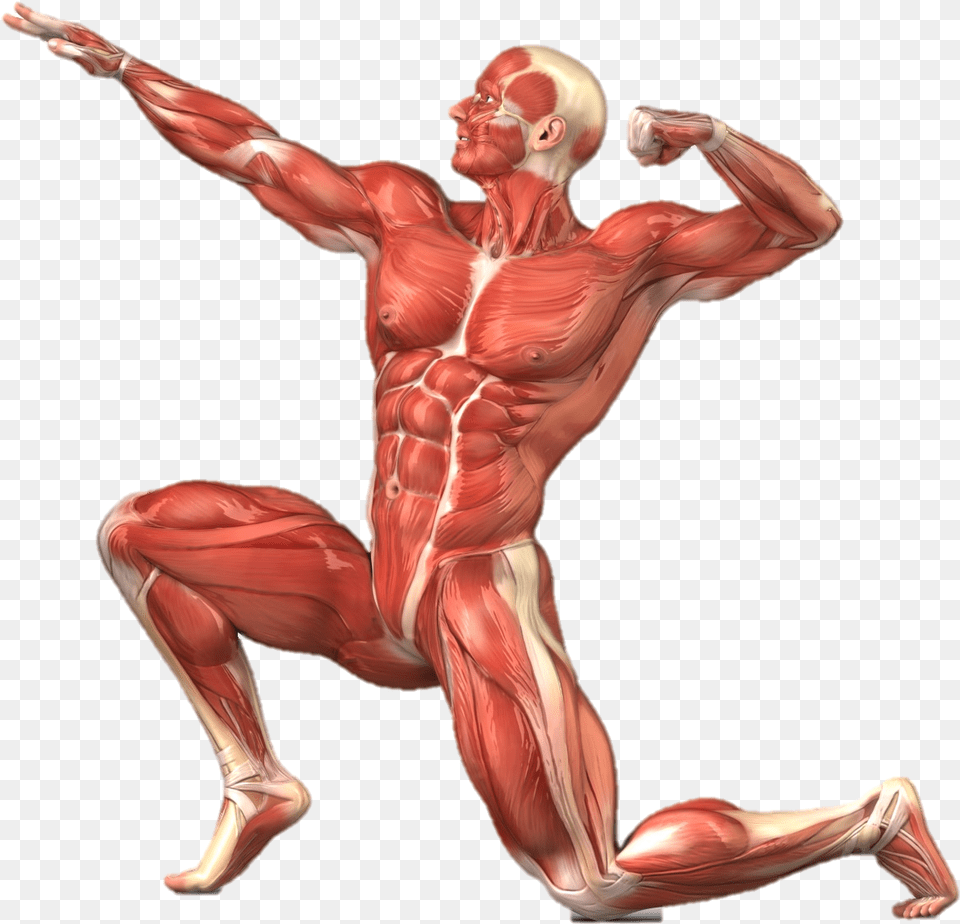 Muscle Clipart Muscular System Muscular System No Labels, Adult, Male, Man, Person Png