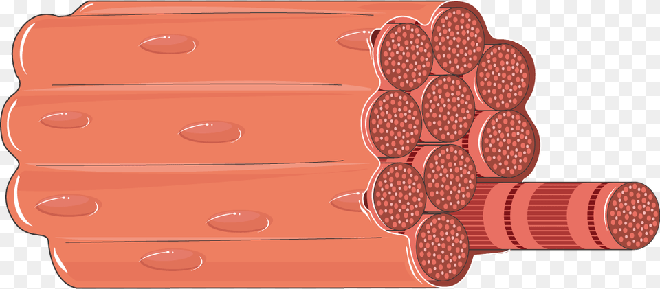 Muscle Fiber Muscle Fiber Clipart, Weapon, Dynamite Png Image