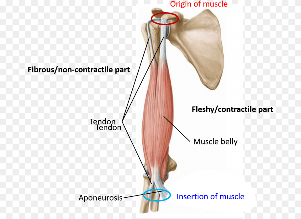 Muscle Flesy And Fibrous Parts Parts Of Skeletal Muscle, Machine, Propeller Png