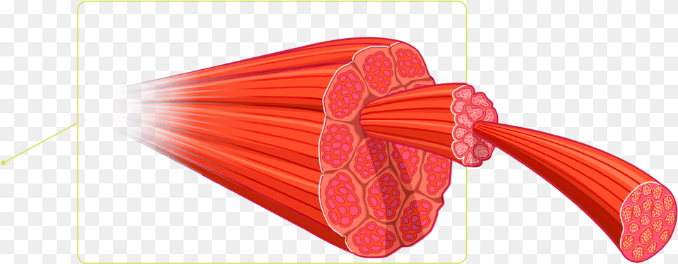 Muscle Skeletal Muscle, Smoke Pipe, Knot Png Image