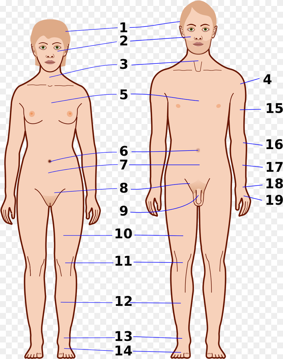 Muscle Man, Chart, Plot, Adult, Male Png Image