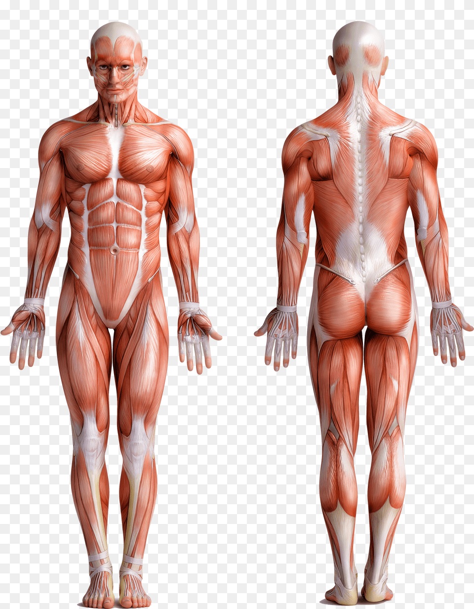 Muscle Man Human Body Free Png