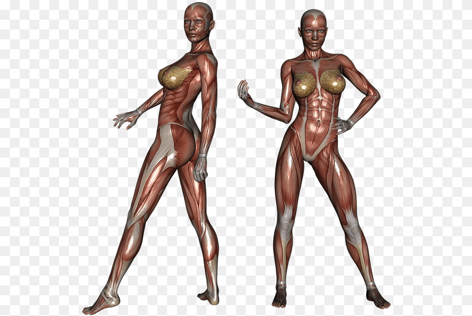 Muscle Muscular Woman Body Bodybuilder Fitness Female Muscle Anatomy, Adult, Male, Man, Person Png Image