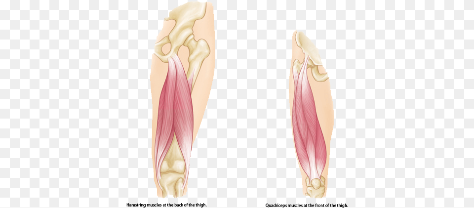 Muscle Strains In The Thigh Hamstring Muscles Transparent, Flower, Petal, Plant, Adult Free Png