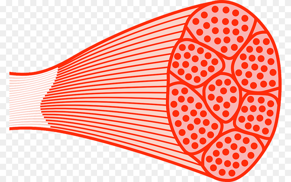 Muscle Tissue Skeletal Muscle, Racket, Cutlery Png