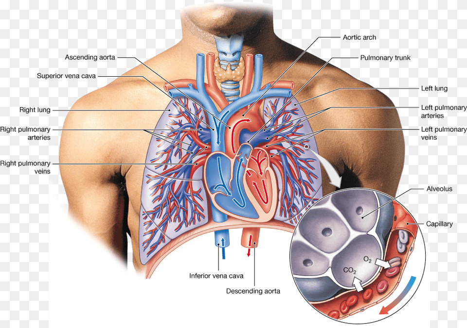 Muscle Veins Veins Of The Lungs, Body Part, Face, Head, Person Free Transparent Png