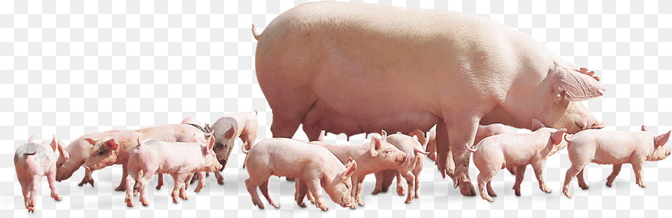 Muscle With Meater Naima Pigs, Animal, Boar, Hog, Mammal Free Transparent Png