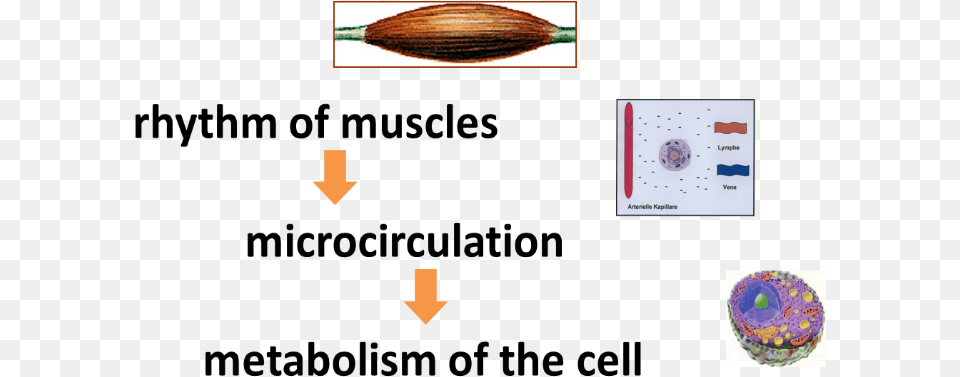 Muscles, Mortar Shell, Weapon Png