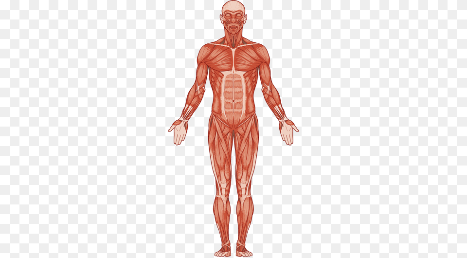 Muscles Body Muscles, Adult, Male, Man, Person Free Png