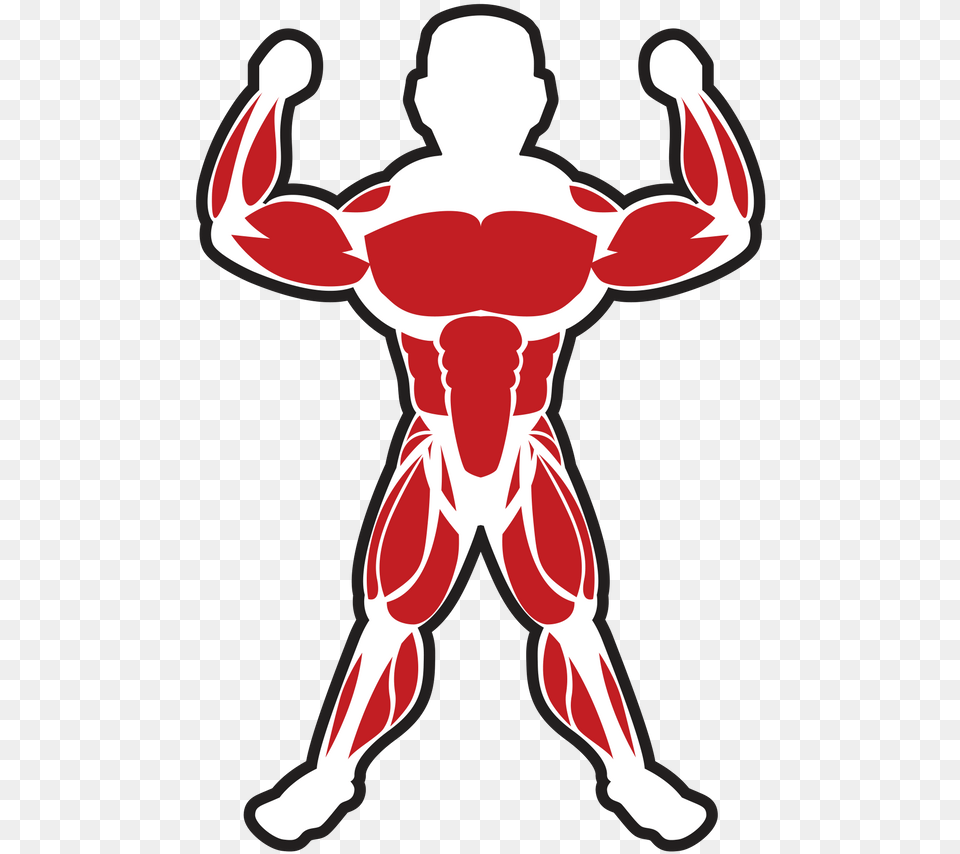 Muscles Clipart Skeletal Muscle Skeletal Muscle Clip Art, Baby, Person Png Image