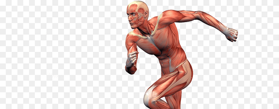 Muscles In Sports, Adult, Male, Man, Person Png Image
