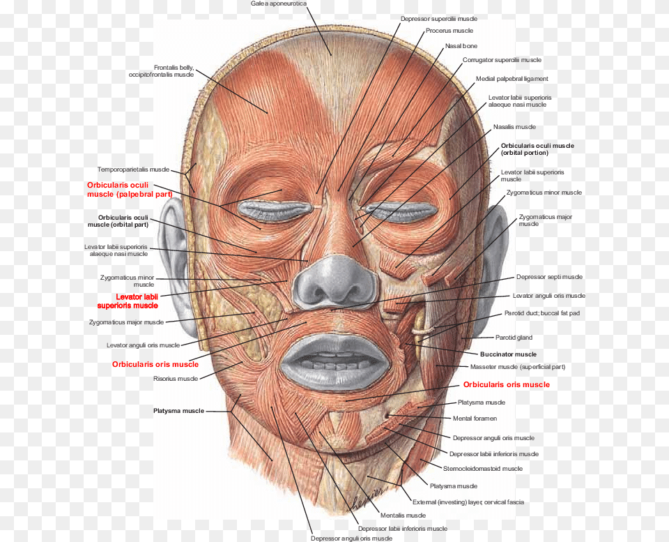Muscles Of Facial Expression Note Musculo Cigomatico Menor Funcion, Head, Person, Baby, Face Png Image