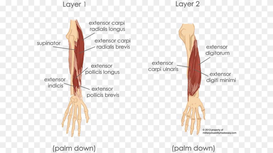 Muscles Of The Forearm Extensor Digiti Minimi And Extensor Carpi Ulnaris, Adult, Bride, Female, Person Free Png Download