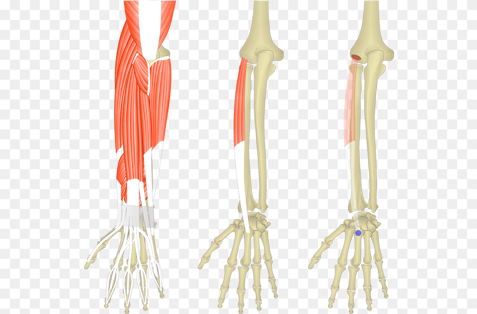 Muscles Pf The Forearm And Wrist, Skeleton, Blade, Dagger, Knife Png Image