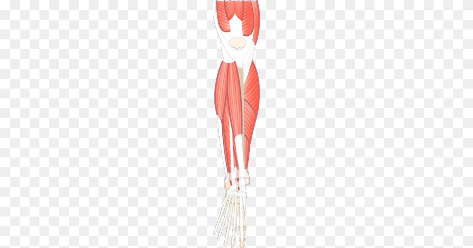 Muscles That Act On Foot Ankle, Cutlery, Fork, Adult, Female Png Image