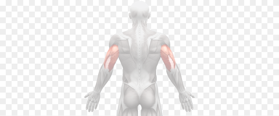 Muscles Triceps Male, Adult, Man, Person, Body Part Free Png Download