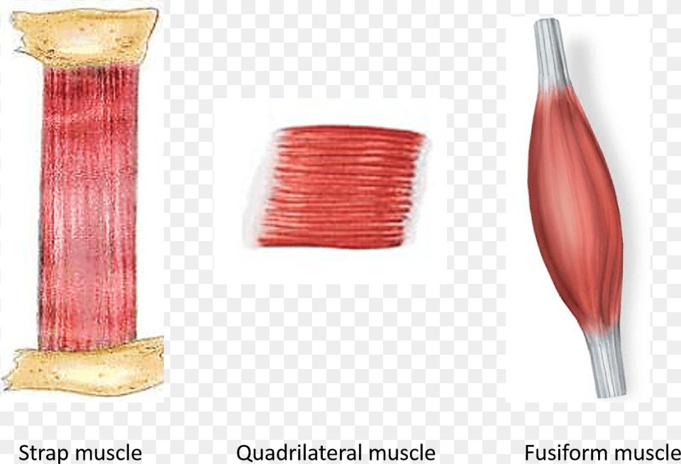 Muscles With Parallel Muscular Fasciculi Muscle, Home Decor, Linen Png Image