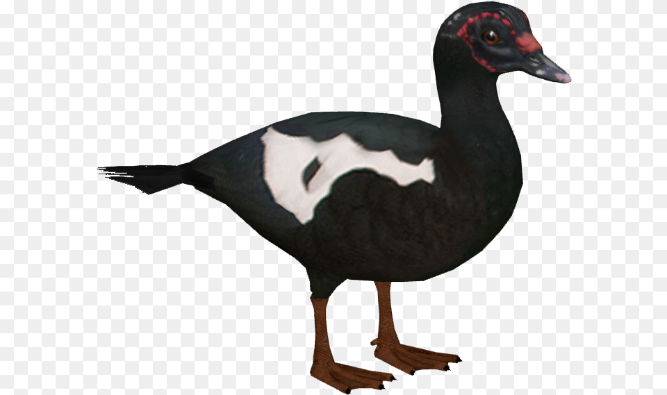 Muscovy Duck F Muscovy Duck, Animal, Anseriformes, Bird, Waterfowl Free Png
