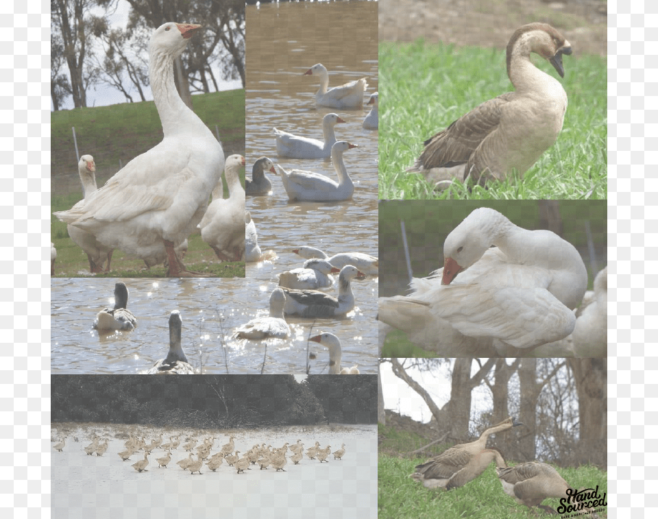 Muscovy Duck Hand Sourced Muscovy Duck, Animal, Bird, Goose, Waterfowl Png Image