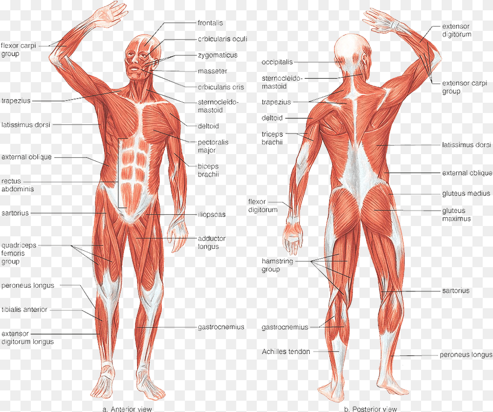 Muscular Muscle System In Human Body, Adult, Plot, Person, Man Png