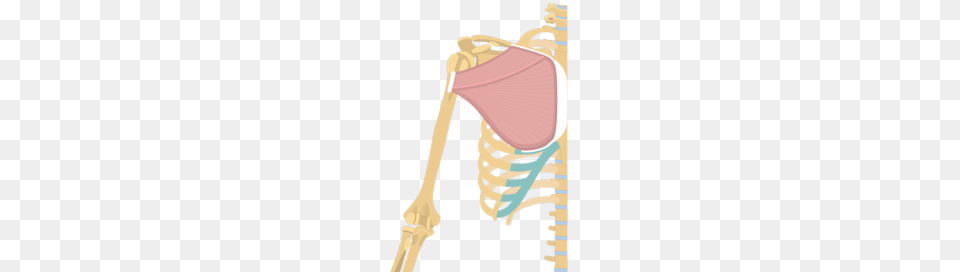 Muscular System, Smoke Pipe, Skeleton Png