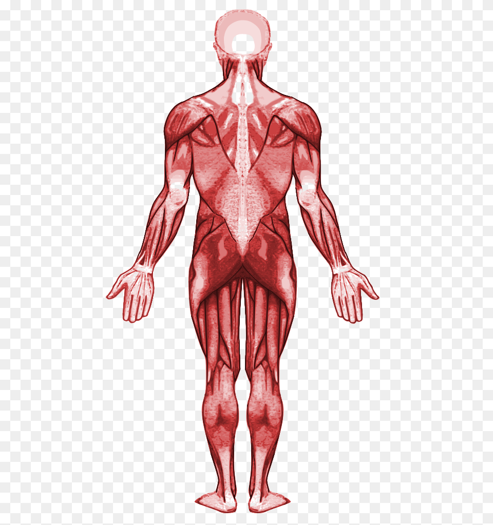 Muscular System Back, Adult, Male, Man, Person Png Image
