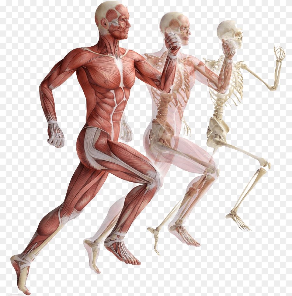 Muscular System Clipart Anatomy Exercise Physiology, Adult, Male, Man, Person Png Image