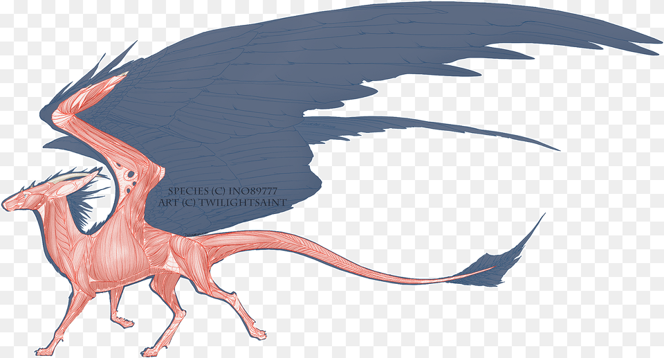 Muscular System Dutchangeldragons Dragon, Animal, Fish, Sea Life, Shark Png Image