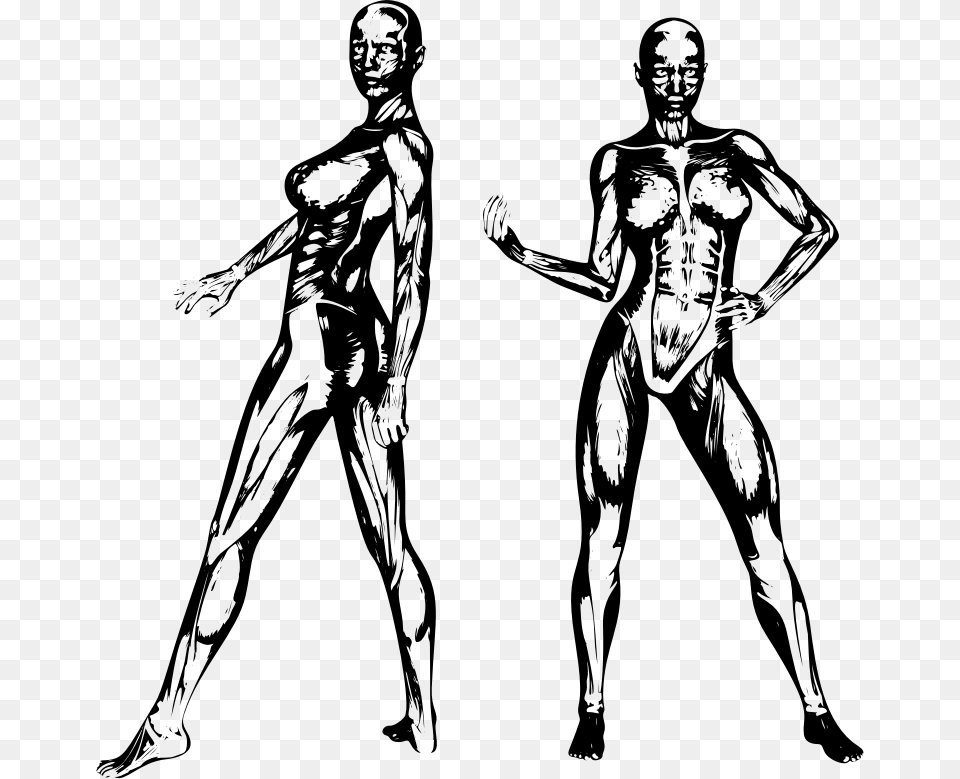Muscular Women Muscle Female Silhouette, Gray Free Transparent Png