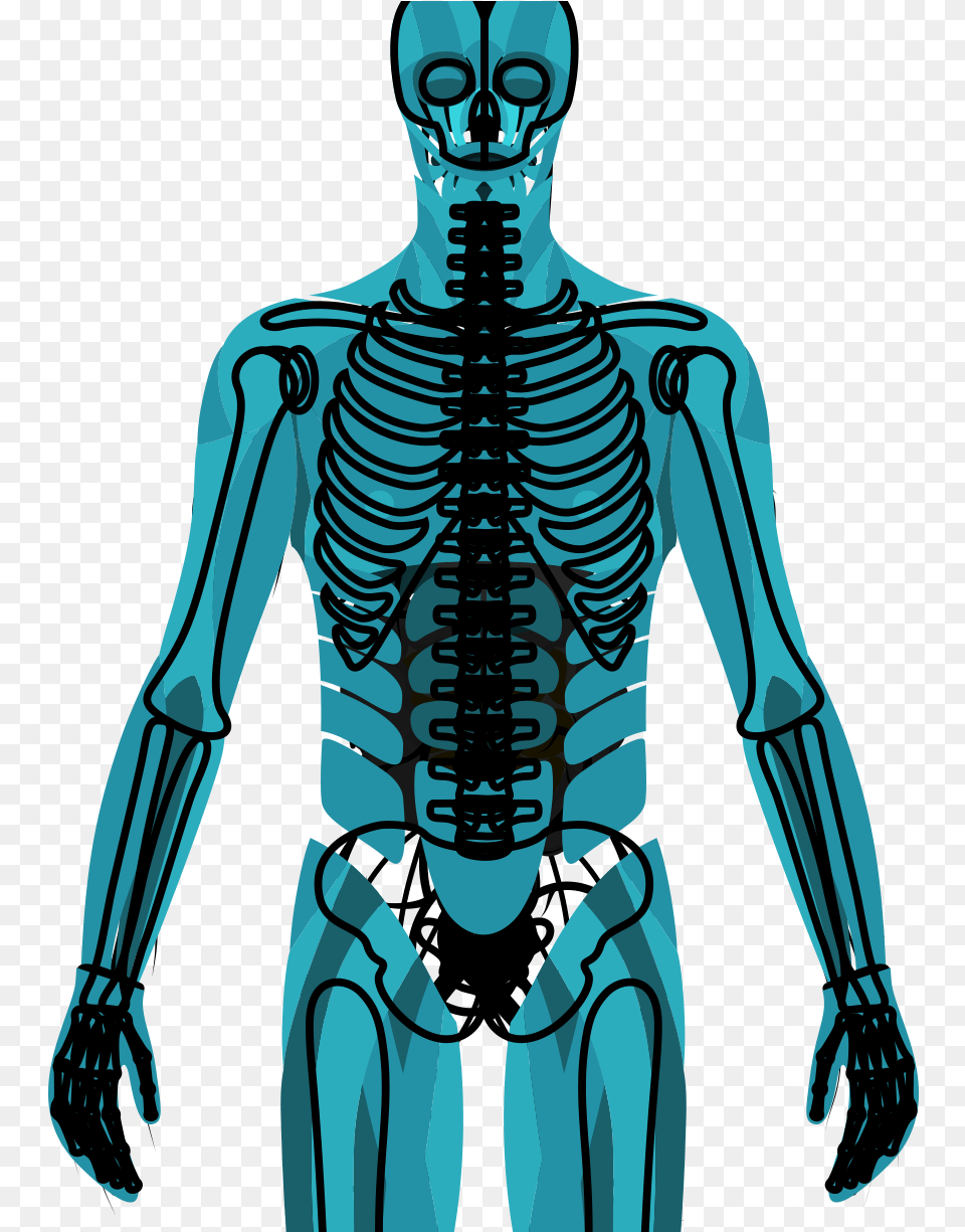 Muscularskeletal Muscle, Adult, Male, Man, Person Png