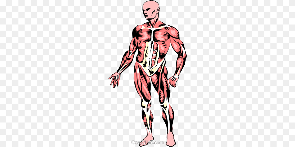 Musculature Royalty Vector Clip Art Illustration, Adult, Male, Man, Person Free Transparent Png