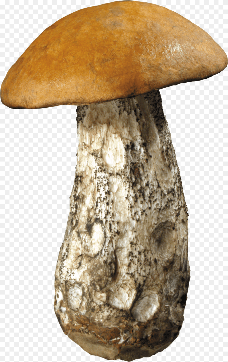 Mushroom Png