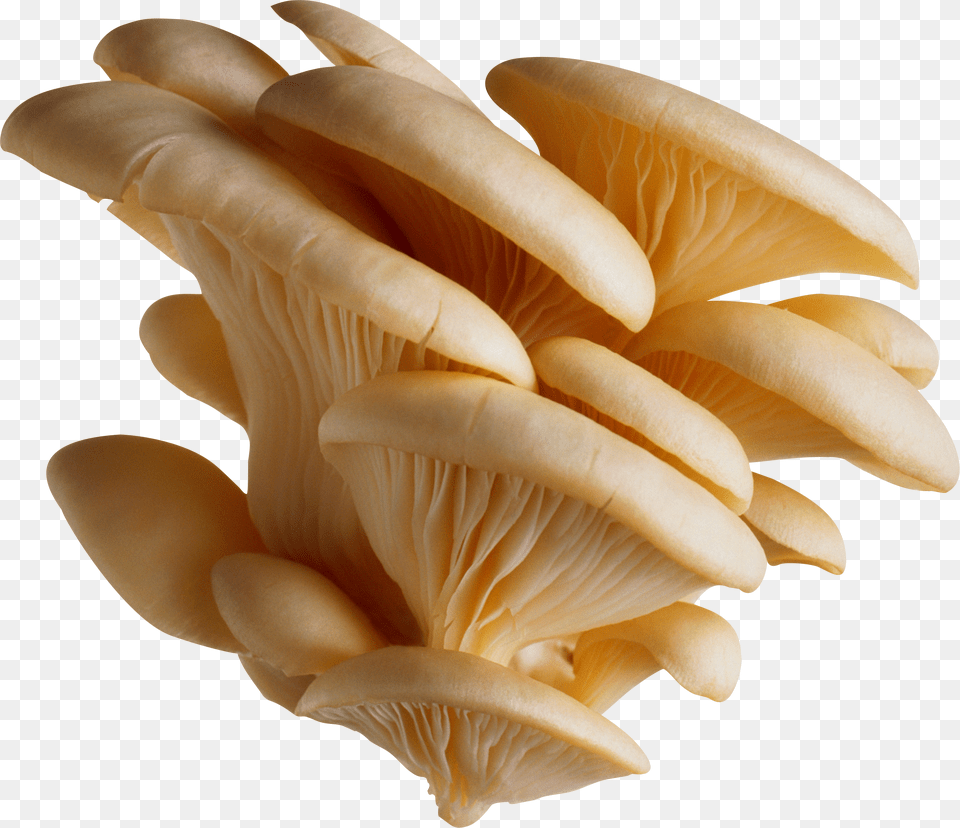 Mushroom Free Png