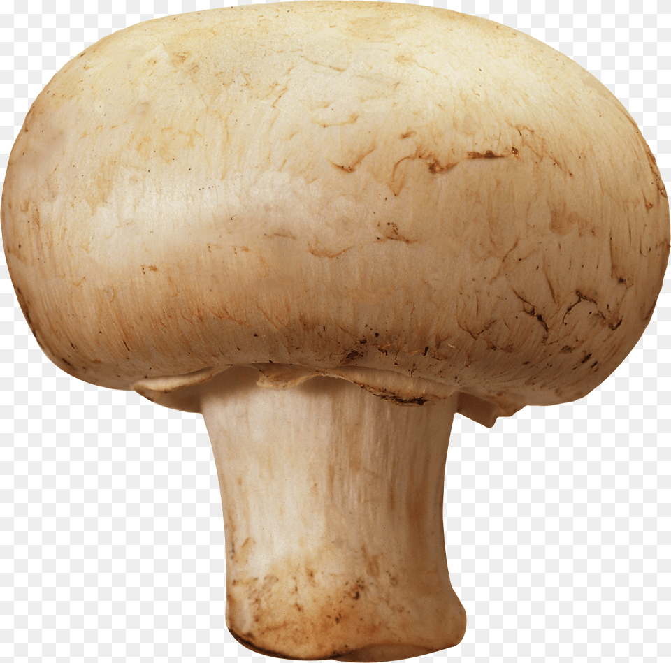 Mushroom, Fungus, Plant, Agaric, Amanita Png Image
