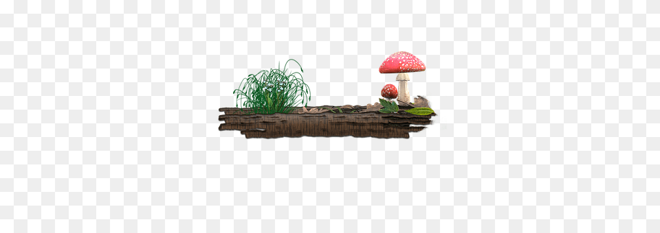 Mushroom Fungus, Plant, Agaric, Amanita Free Transparent Png