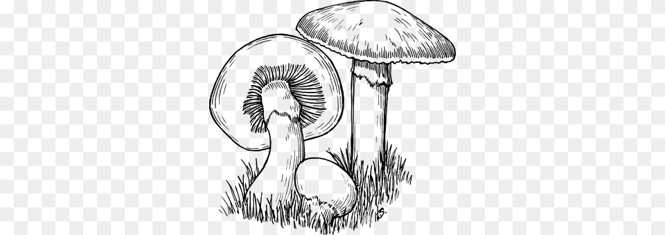 Mushroom Gray Free Transparent Png