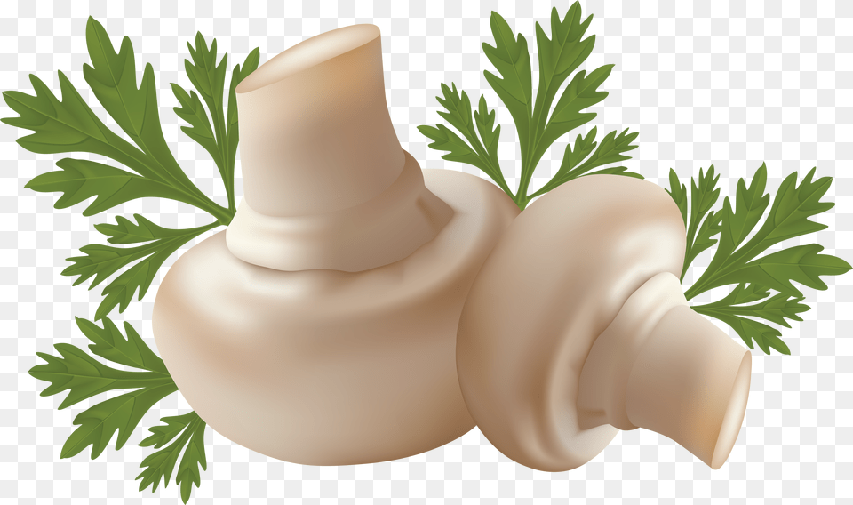 Mushroom, Herbal, Herbs, Plant, Parsley Free Png Download